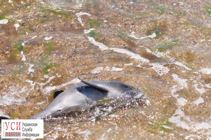В Черноморке спасали зубатого кита: телефоны помощи морским млекопитающим (фото) «фото»