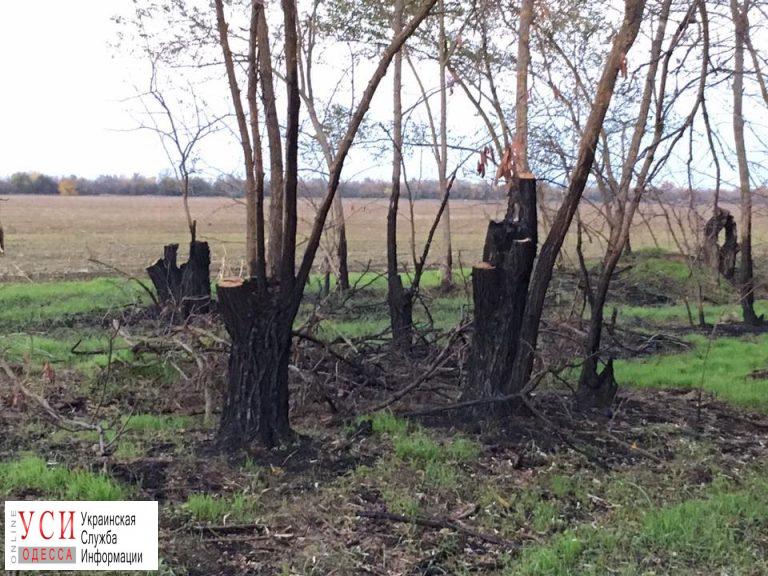 В Одесской области погибают никому не нужные лесополосы «фото»