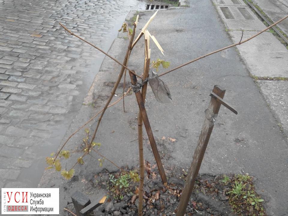 Уничтожение деревьев: полиция ищет вандала с Французского бульвара «фото»