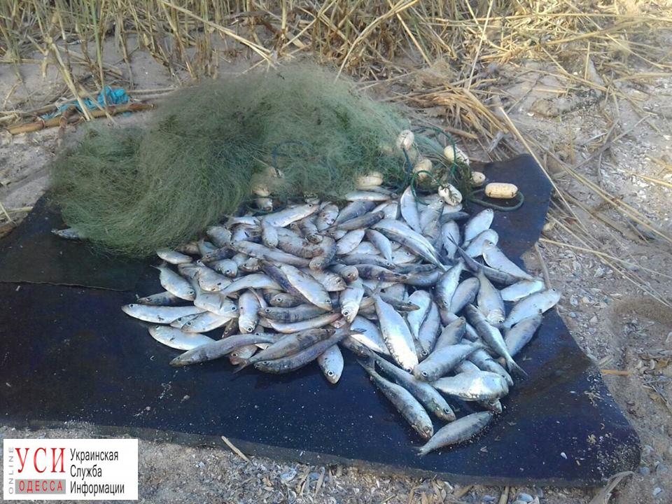 Браконьер выловил 240 кг рыбы в Днестровском лимане (фото) «фото»