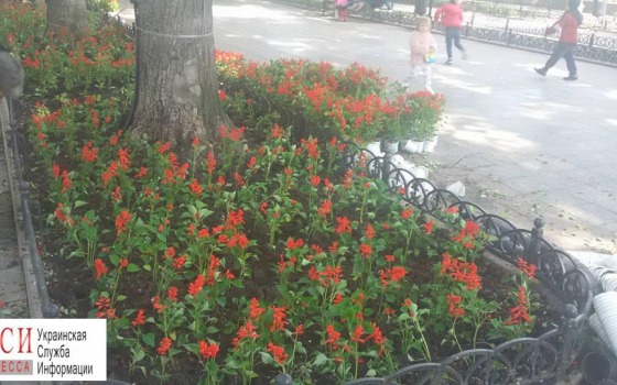 На Приморском бульваре появятся 3600 новых цветов (фото) «фото»