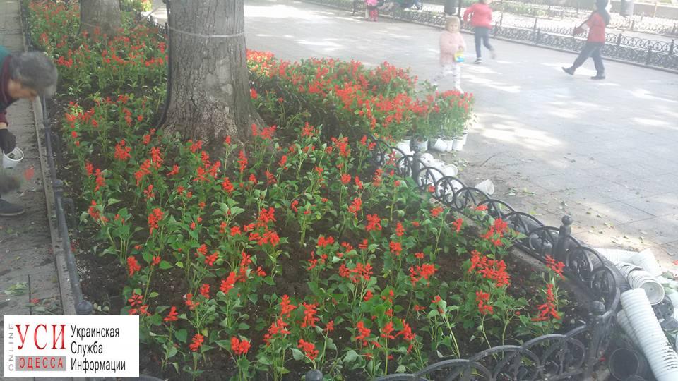 На Приморском бульваре появятся 3600 новых цветов (фото) «фото»