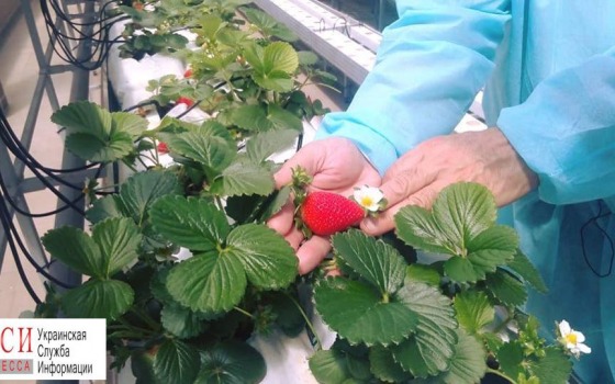На крыше “Нового рынка” собирают урожай клубники (фото) «фото»