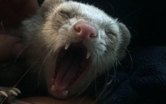 Полициейские поймали на Пересыпи хорька (фото) «фото»