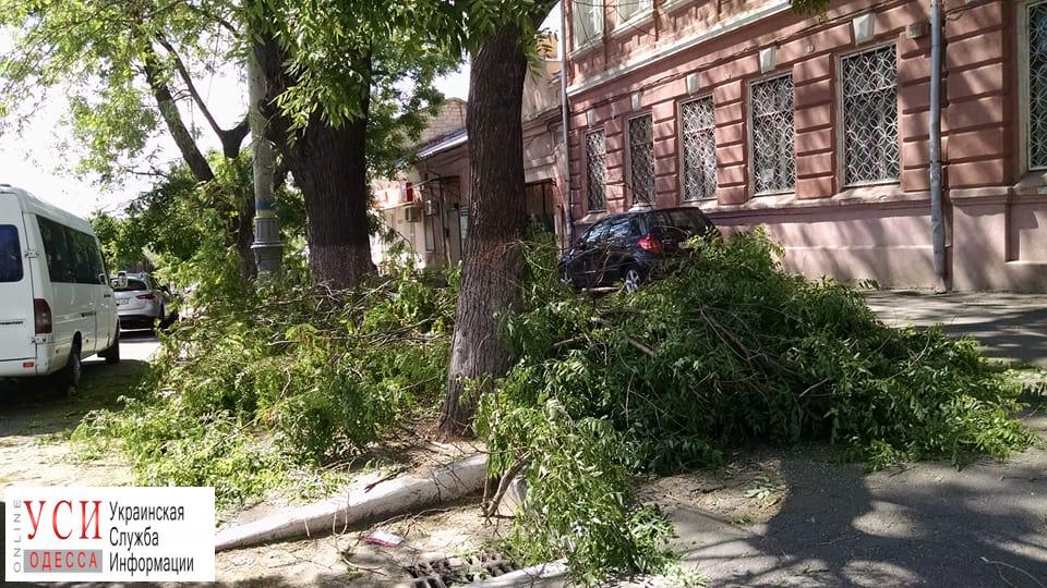 Одесское предприятие самовольно обрезало деревья на Молдаванке (фото) «фото»