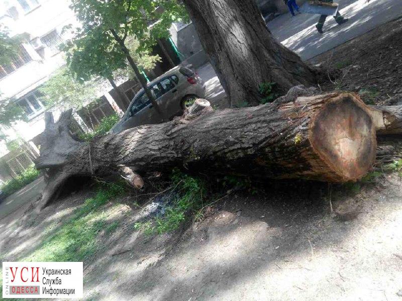 На Сегедской более полугода не могут убрать дерево, поваленное ураганом (фото) «фото»
