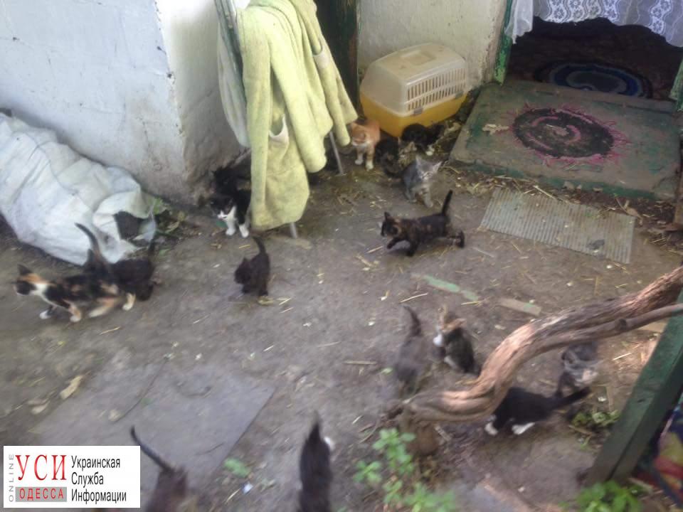 “Концлагерь” для животных на Слободке: в грязной кладовке заперли 45 котят, 4 уже мертвы (фото) «фото»