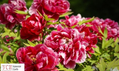 В Одесском ботаническом саду разгар весеннего цветения (фоторепортаж) «фото»