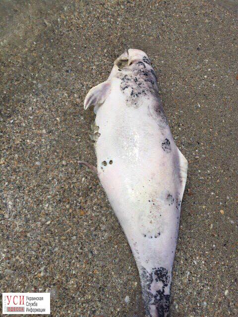 В Одесской области к берегу прибило десятки мертвых дельфинов (фото) «фото»