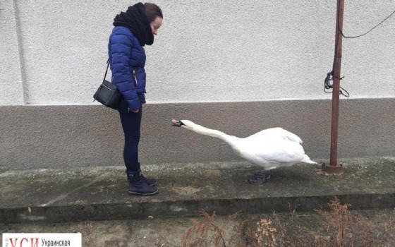 В Саврани объявили в розыск лебедя Гришу «фото»