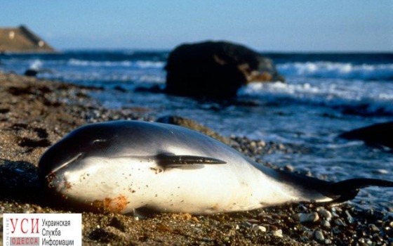 WWF призывает бороться со смертностью дельфинов в рыболовных сетях usionline.com WWF призывает бороться со смертностью дельфинов в рыболовных сетях «фото»