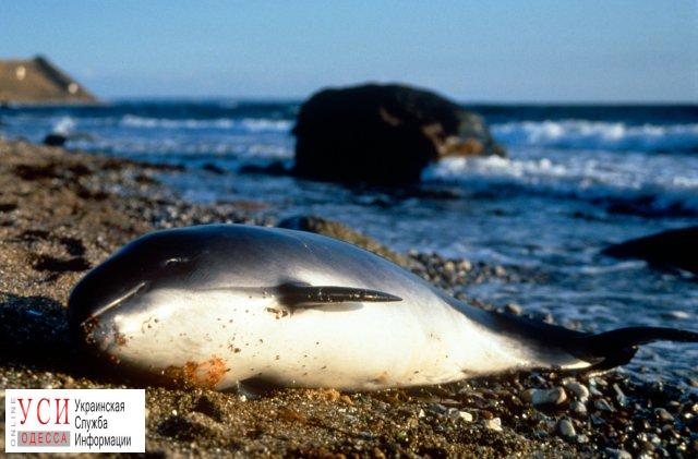 WWF призывает бороться со смертностью дельфинов в рыболовных сетях «фото»
