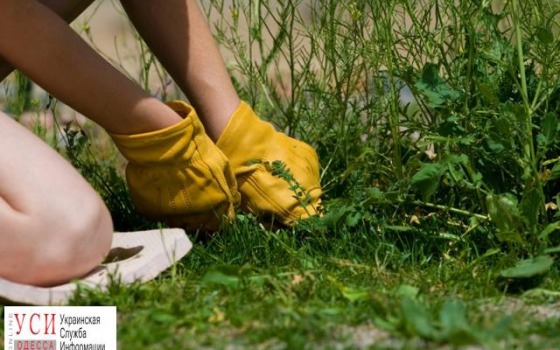 На склонах Одессы занялись борьбой с опасными сорняками usionline.com На склонах Одессы занялись борьбой с опасными сорняками «фото»