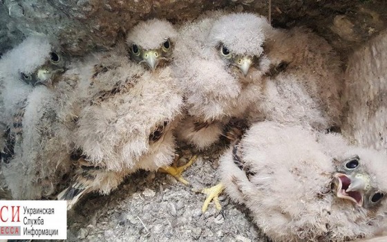 Пернатые подкидыши: на “7 км” нашли коробку с хищными птенцами (фото) «фото»