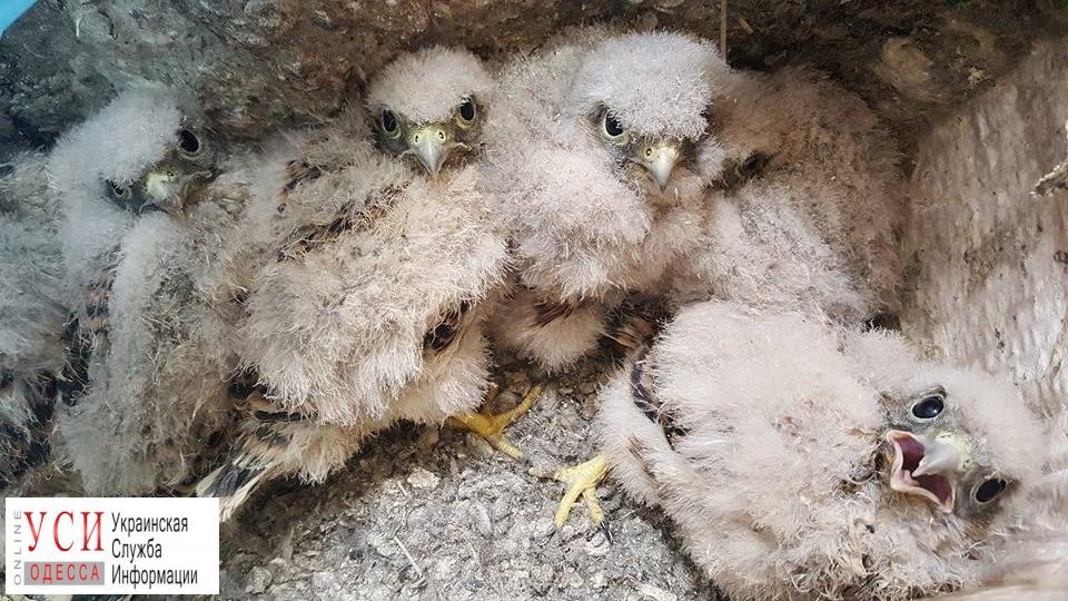 Пернатые подкидыши: на “7 км” нашли коробку с хищными птенцами (фото) «фото»