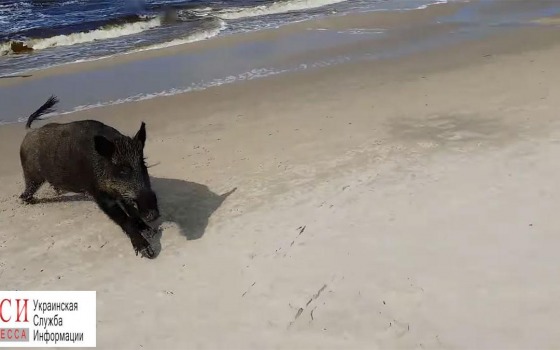 На пляже в Чабанке заметили дикого кабана (видео) «фото»