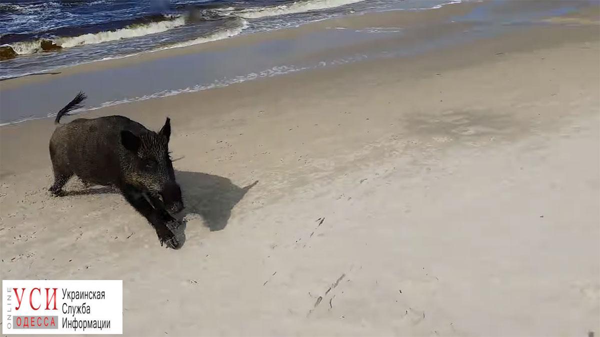 На пляже в Чабанке заметили дикого кабана (видео) «фото»