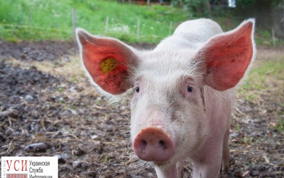 В Одесской области новый случай африканской чумы свиней: погибло четверо животных «фото»