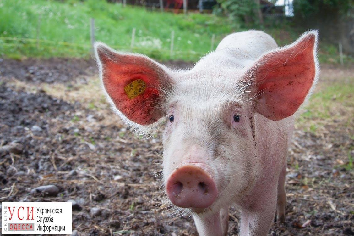 В Одесской области новый случай африканской чумы свиней: погибло четверо животных «фото»