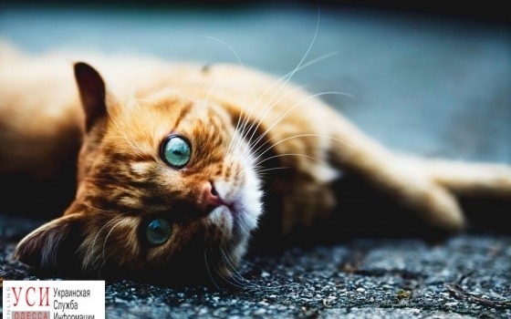 Одесситам прочтут научпоп-лекции про котов: деньги пойдут на помощь бездомным животным «фото»