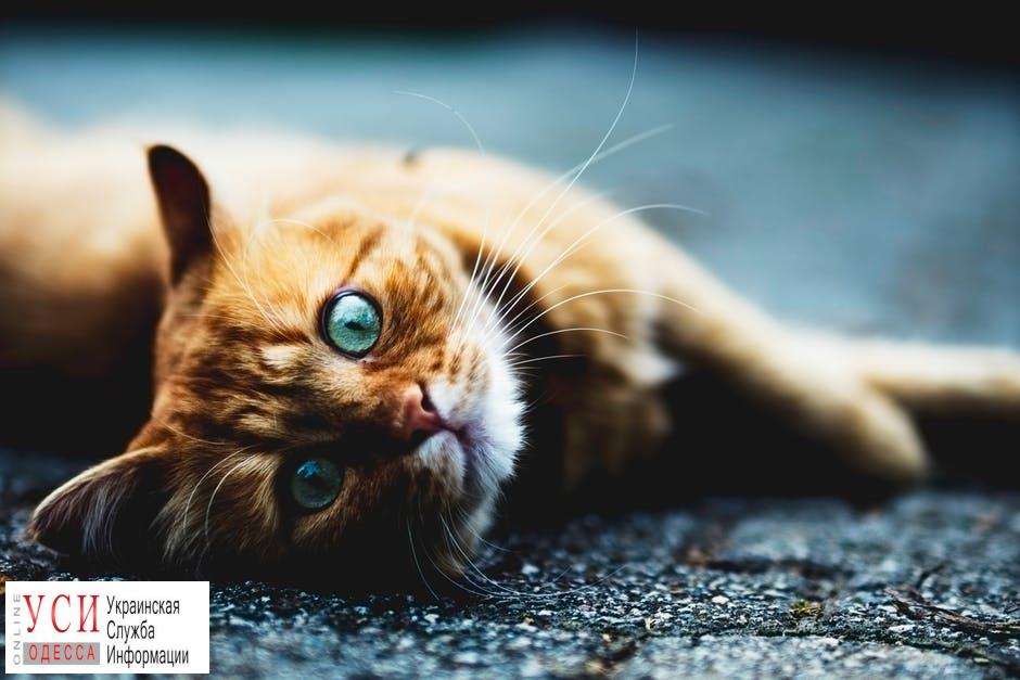 Одесситам прочтут научпоп-лекции про котов: деньги пойдут на помощь бездомным животным «фото»
