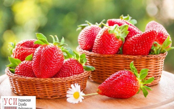 Праздник клубники оставил за собой горы мусора и вытоптанные газоны «фото»