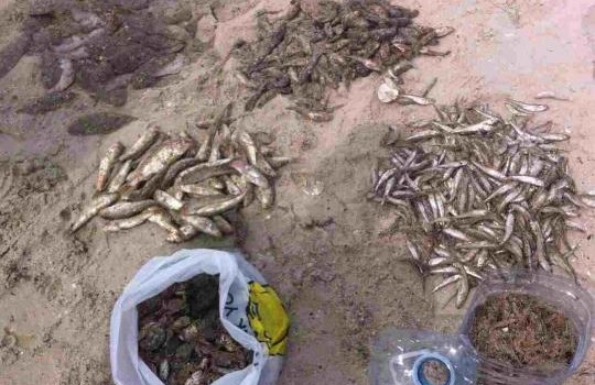 Одесская область: браконьеров задержали с уловом на 14 миллионов (фото) «фото»