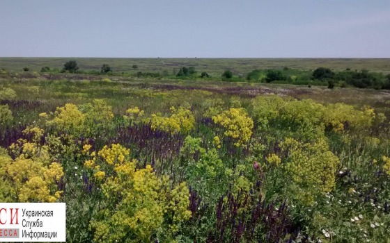 Одесский эколог Русев выступил против идеи создать заказник на территории Тарутинской степи «фото»