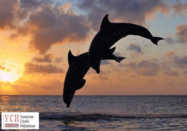 Мертвого дельфина выбросило на пляж в Одесской области: он погиб в рыбацких сетях (фото) «фото»