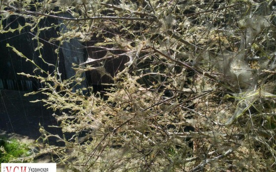 Деревья на Трассе здоровья атаковали гусеницы и паутина (фотофакт) «фото»