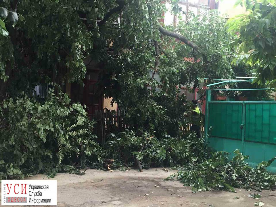 На Молдаванке дерево упало на жилой дом (фото) «фото»