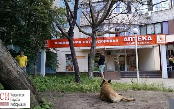 Аптечная сеть уничтожает деревья, закрывающие рекламные вывески «фото»