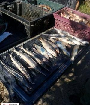 На Дунае задержали браконьеров с краснокнижной рыбой «фото»