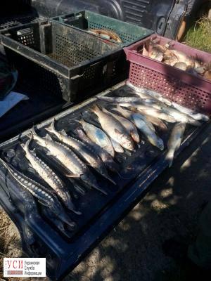 На Дунае задержали браконьеров с краснокнижной рыбой «фото»