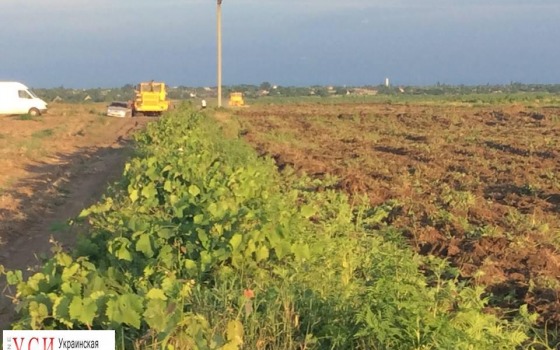 В Шабо снова начали уничтожать виноградники французского винодела (фото) «фото»
