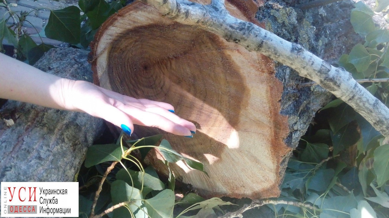 В Одессе вместо сухостоя вырубили здоровые деревья (фото) «фото»