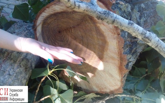 В Одессе вместо сухостоя вырубили здоровые деревья (фото) «фото»