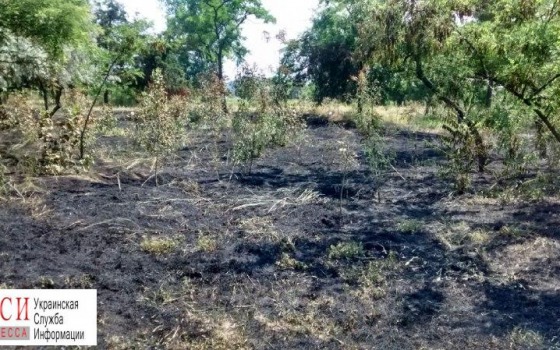 На Лузановке произошел масштабный пожар (фото) «фото»