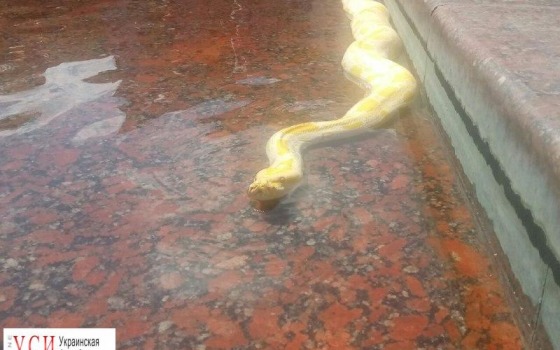 В фонтан на Греческой площади одессит выпустил своего питона (фото) «фото»