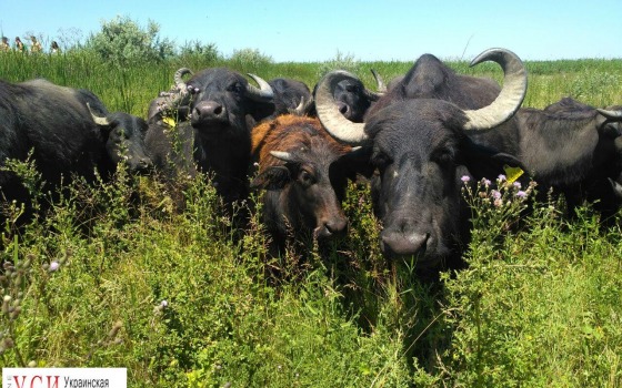 В Одесской области появился экопарк (фото) «фото»