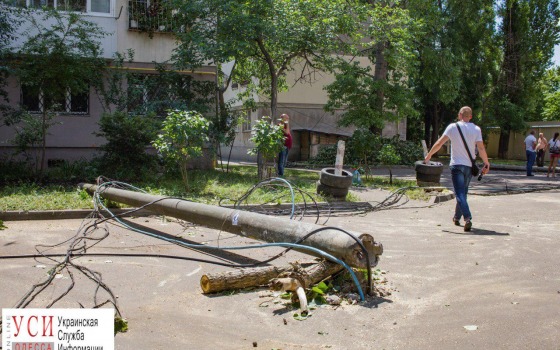На Черемушках рухнуло дерево и два столба (фото) «фото»