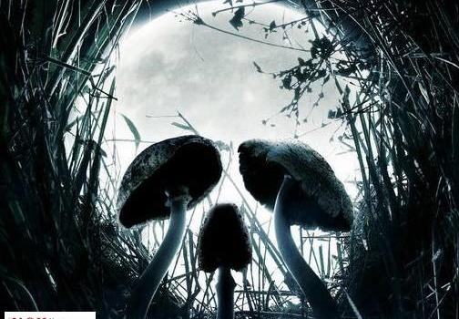 Жителей Одесской области предупредили об опасности отравления грибами «фото»