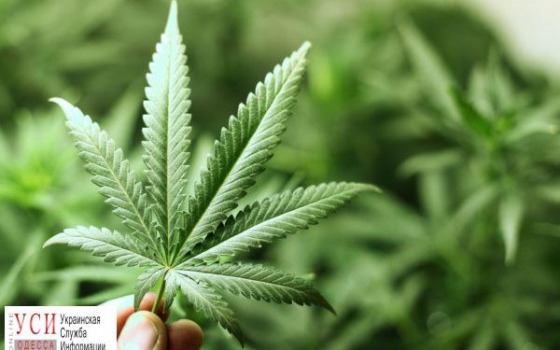В Одесской области искали вора, а нашли наркоплантацию «фото»