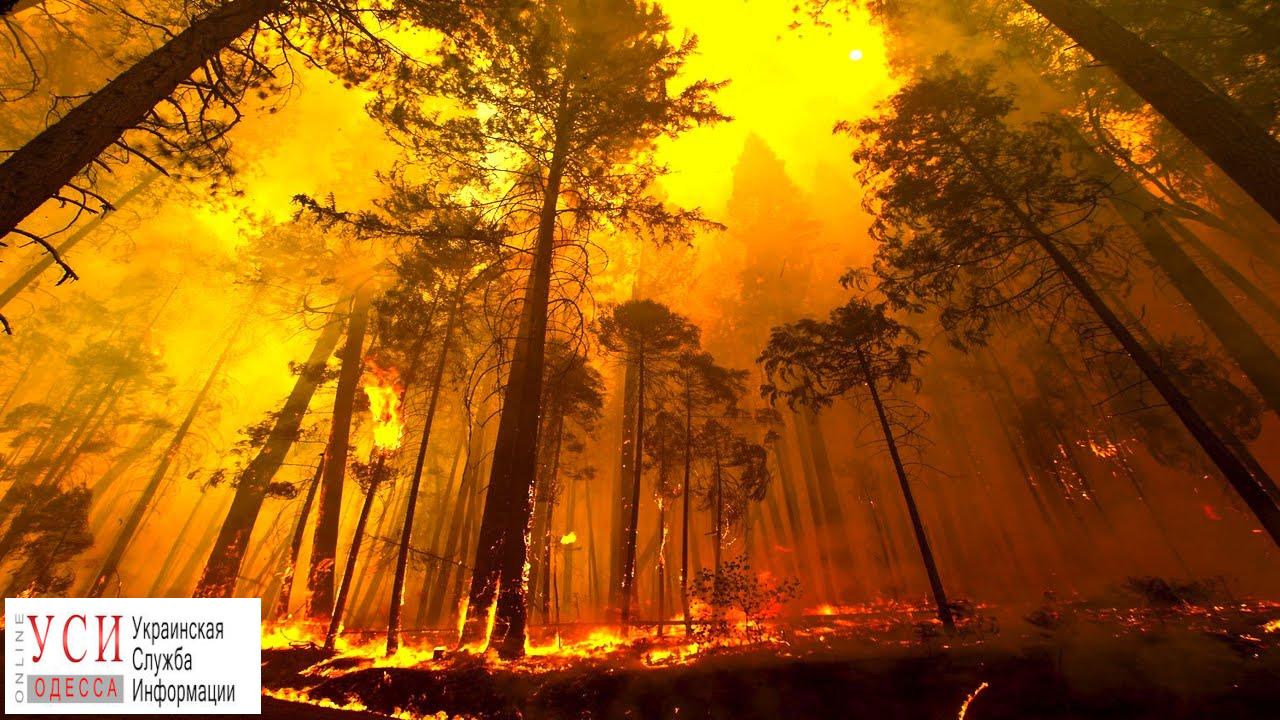 Жителей Одесской области просят не жечь траву: пожары уничтожают живые растения и угрожают человеку «фото»
