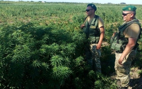 В Одесской области обнаружили остров конопли (фото, видео) usionline.com В Одесской области обнаружили остров конопли (фото, видео) «фото»