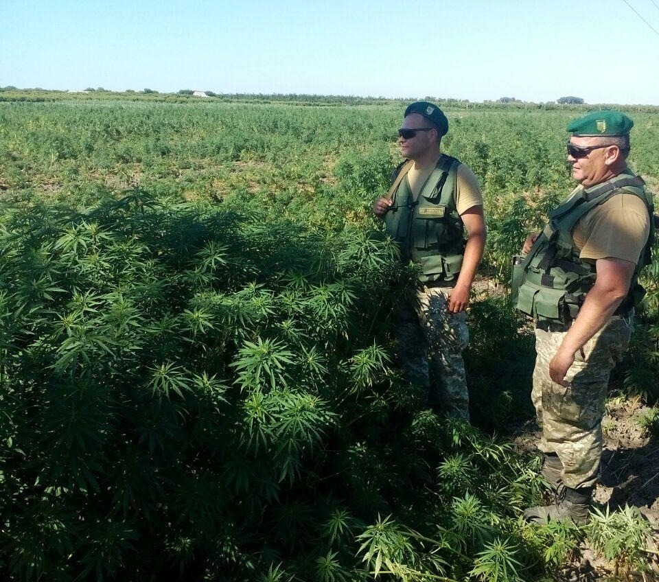 В Одесской области обнаружили остров конопли (фото, видео) «фото»