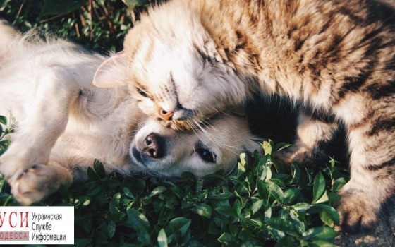 Рада приняла закон, который отстаивали одесские зоозащитники: живодерам грозит крупный штраф и тюрьма «фото»