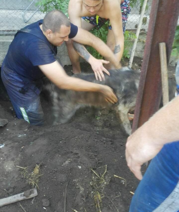 В Одессе спасли собаку, которая несколько дней рыла себе ход под завалами (фото) «фото»