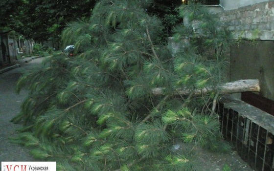 На Адмиральском проспекте спилили ель, которая закрывала вывески магазинов (фото) «фото»