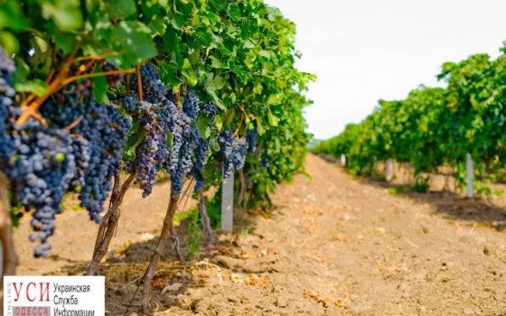 Виноградниками Лакарена занялась полиция «фото»